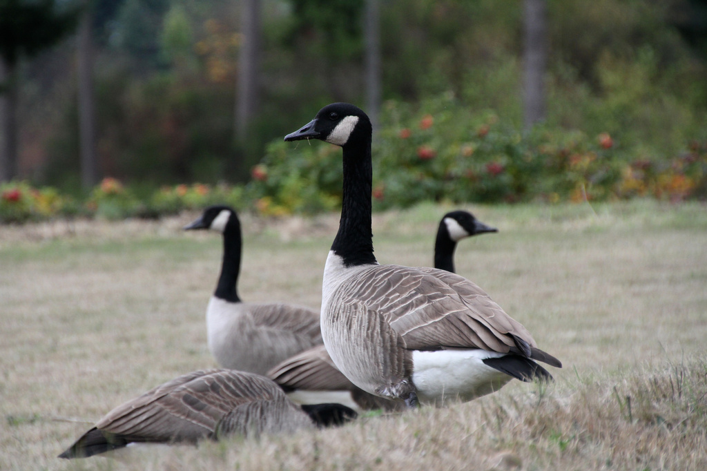 Canadian Geese by whiteswan