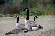 23rd Oct 2012 - Canadian Geese