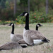 Canadian Geese by whiteswan