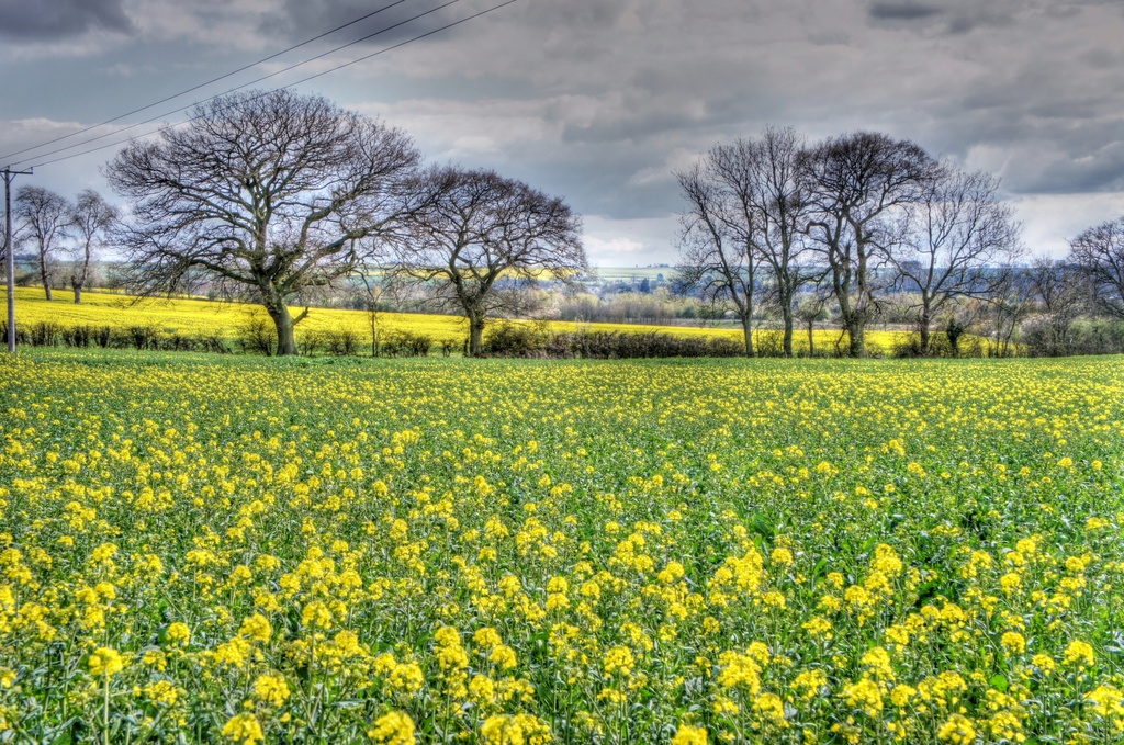 Yellow field by boxplayer