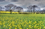 15th Apr 2012 - Yellow field
