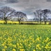 Yellow field by boxplayer