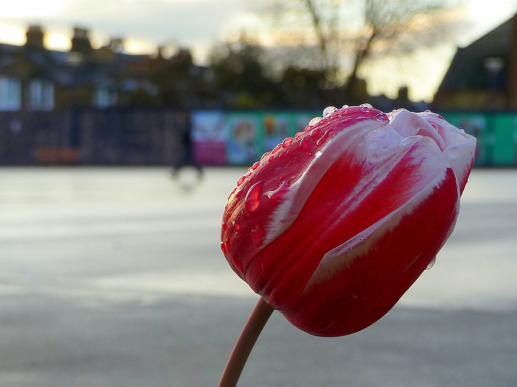 Wet tulip by boxplayer