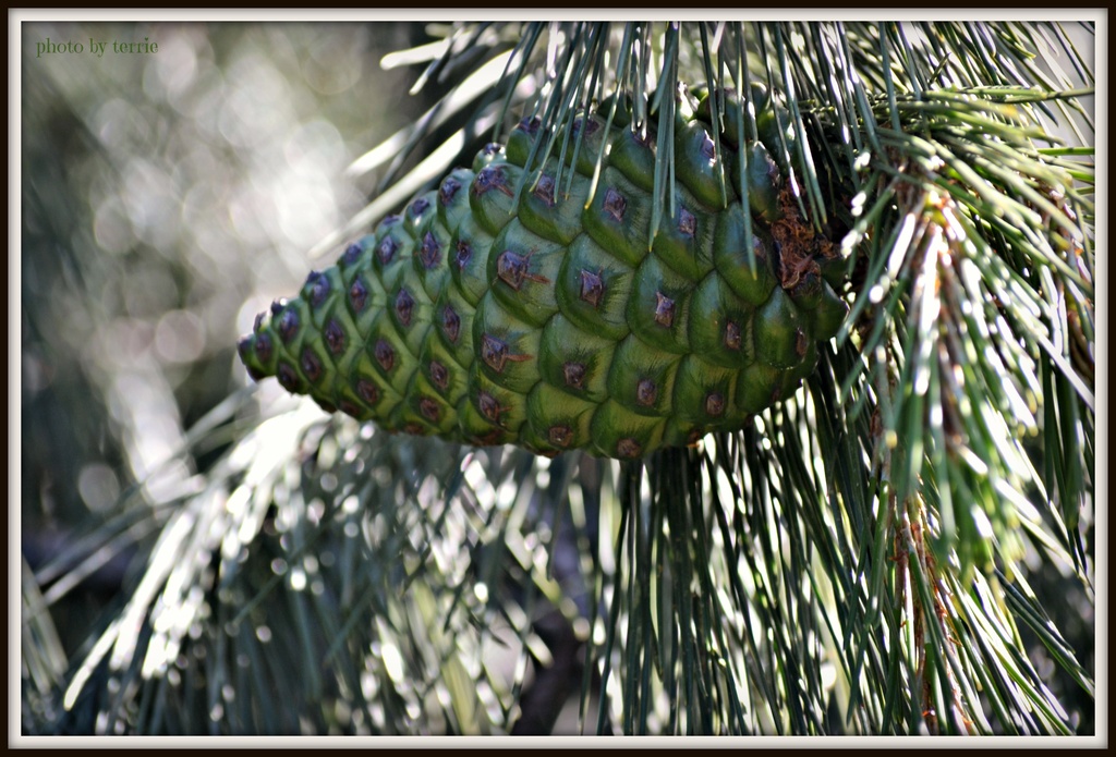 Pine Cone by teodw