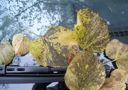 24th Oct 2012 - fallen 'leaves' (word of the day) on the windscreen of my parked car