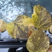 fallen 'leaves' (word of the day) on the windscreen of my parked car by quietpurplehaze