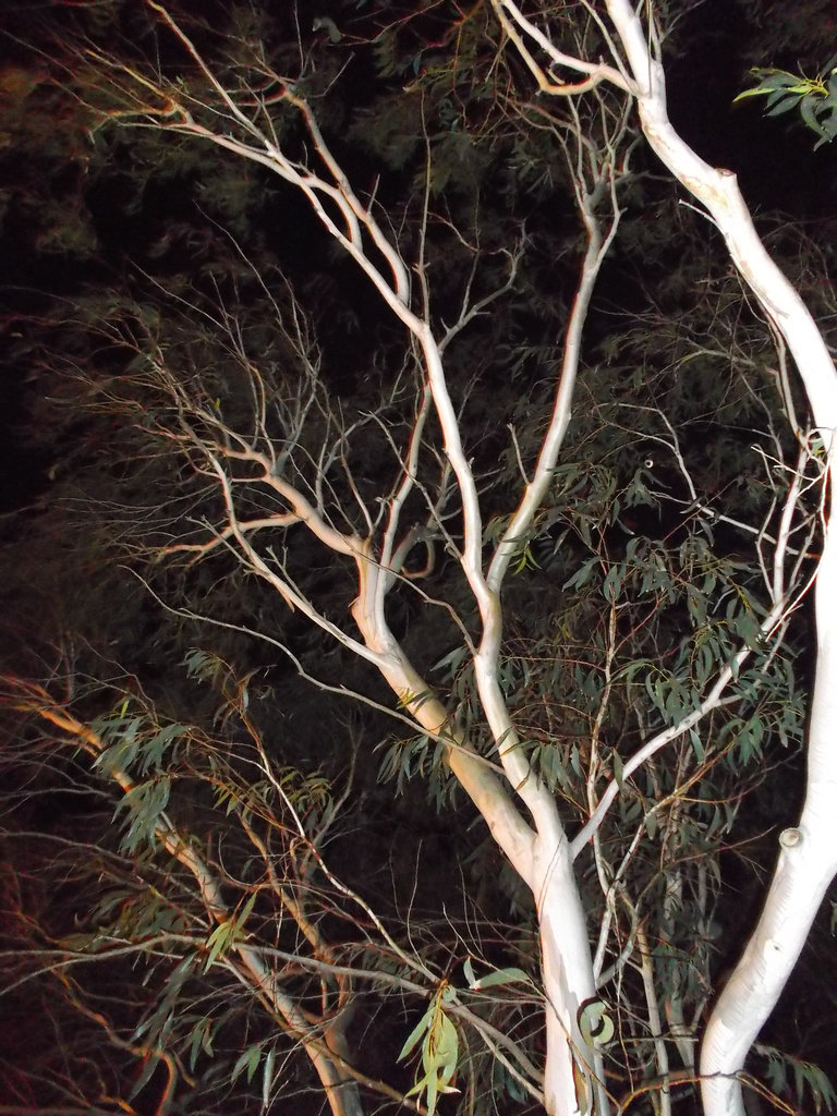 Illuminated Tree by marguerita