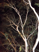 17th Oct 2012 - Illuminated Tree