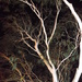 Illuminated Tree by marguerita
