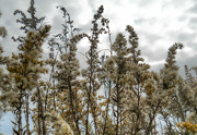 24th Oct 2012 - Fuzzy weeds