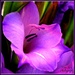 Gladiolus by tonygig