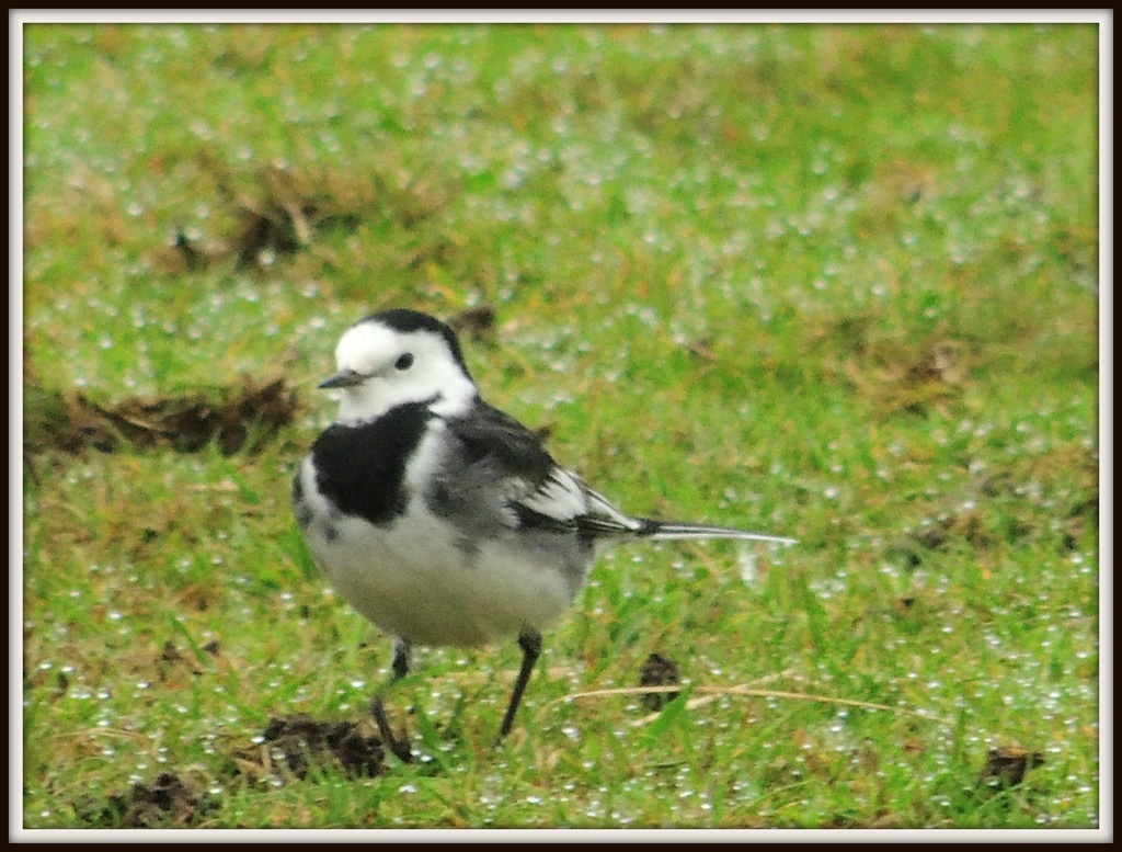 Pied Wagtail by rosiekind