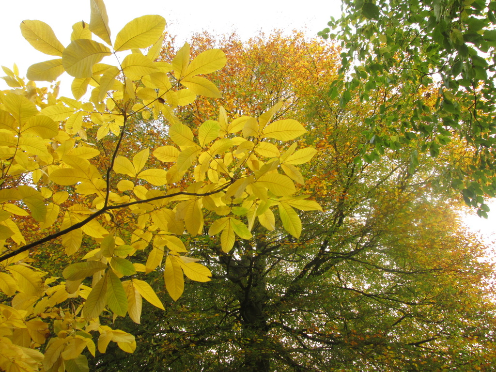 mostly yellow and green leaves (word of the day) by quietpurplehaze