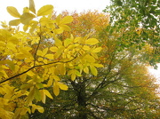 24th Oct 2012 - mostly yellow and green leaves (word of the day)