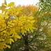 mostly yellow and green leaves (word of the day) by quietpurplehaze