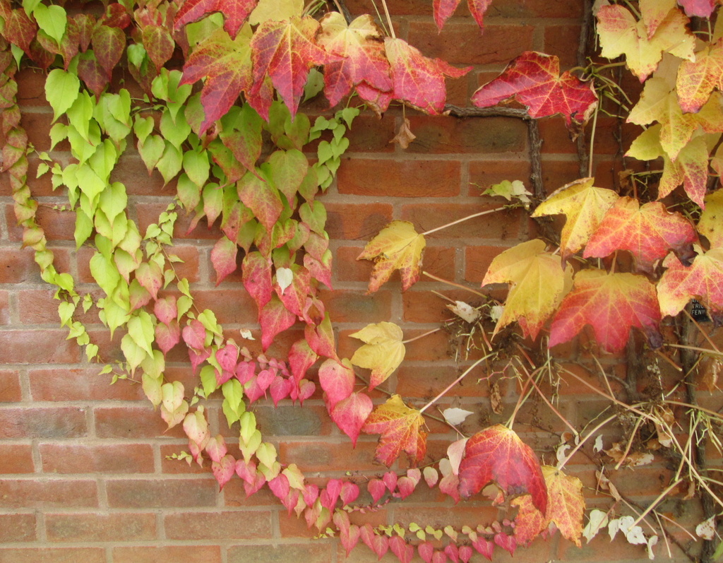red, yellow and green leaves (word of the day) by quietpurplehaze