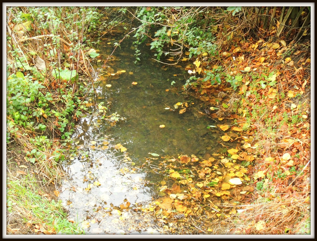 Leaves in the brook by rosiekind