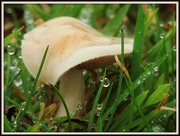 24th Oct 2012 - Funghi in the field