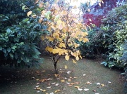 23rd Oct 2012 - Autumn  