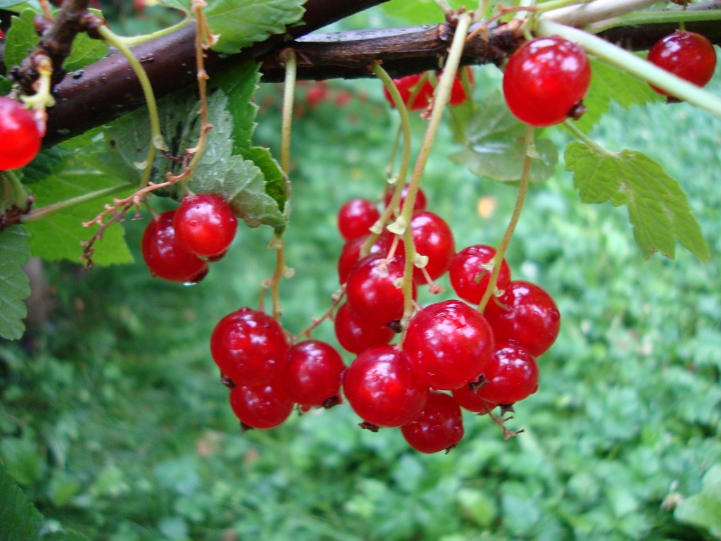 365-Red currants DSC04504 by annelis
