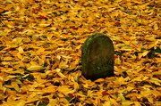 24th Oct 2012 -  A Blanket of Leaves....