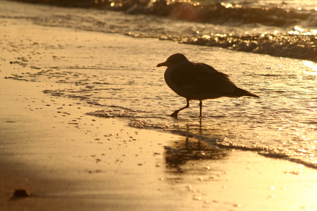 Gull in Silhouette by lauriehiggins