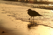 24th Oct 2012 - Gull in Silhouette