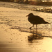 Gull in Silhouette by lauriehiggins