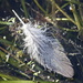 Bubbled feather by sugarmuser