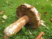 25th Oct 2012 -  defunct fungus
