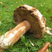  defunct fungus by quietpurplehaze