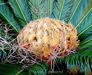24th Oct 2012 - Sago Palm