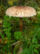23rd Oct 2012 - Parasol Mushroom.