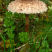 Parasol Mushroom. by shepherdman
