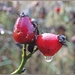 Berries 2 by carolmw