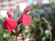 24th Oct 2012 - Little Red Flowers