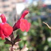 Little Red Flowers by pasadenarose