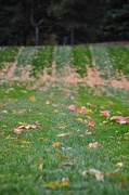 24th Oct 2012 - grass....