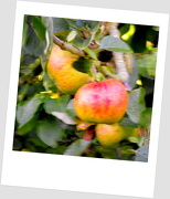 12th Oct 2012 - Apples 