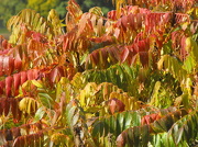 11th Oct 2012 - Shades of autumn. 