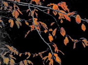 15th Oct 2012 - The last few leaves on the cherry tree.