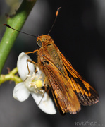 25th Oct 2012 - moth