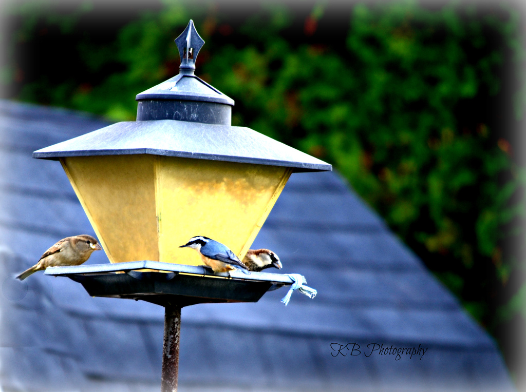 Feed the Birds - Anyone know what type of bird the blue one is??? by myhrhelper