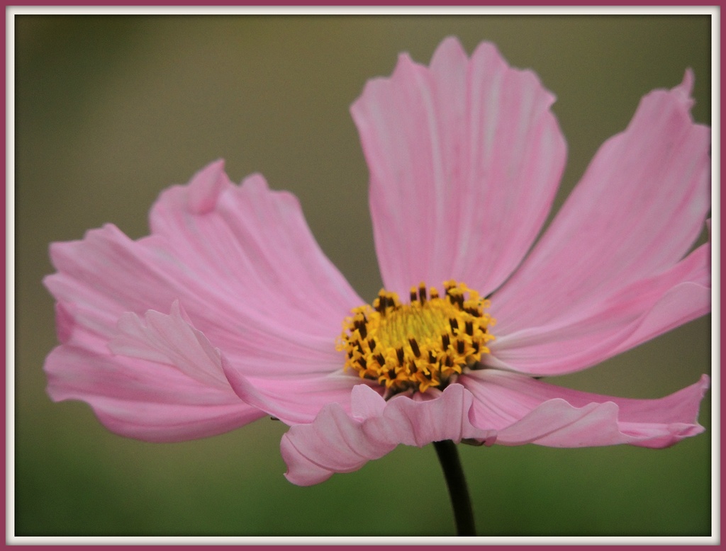Pink flower by rosiekind