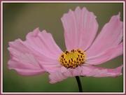 25th Oct 2012 - Pink flower
