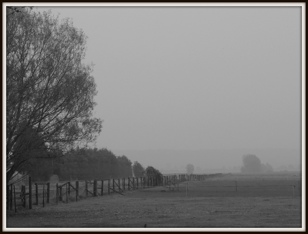 Field in the mist by rosiekind