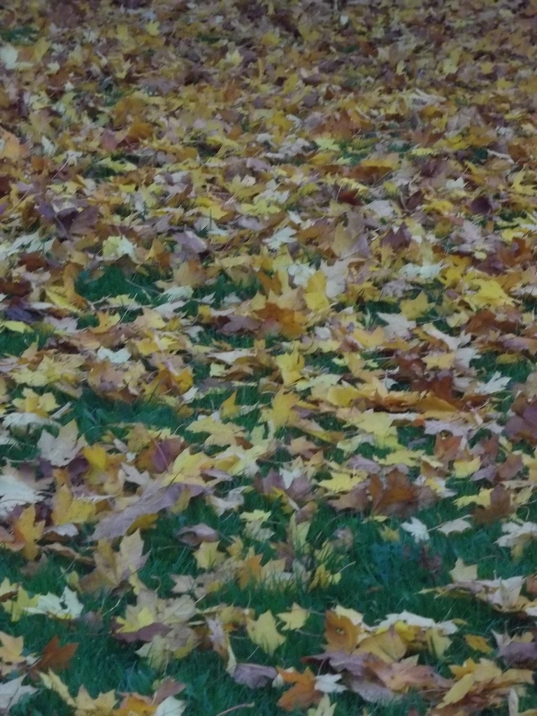 Autumn's Carpet by rosbush