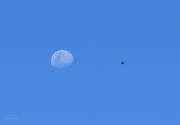 25th Oct 2012 - Daytime Moon