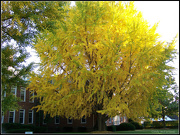 25th Oct 2012 - Full View of the Ginko