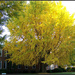 Full View of the Ginko by cindymc
